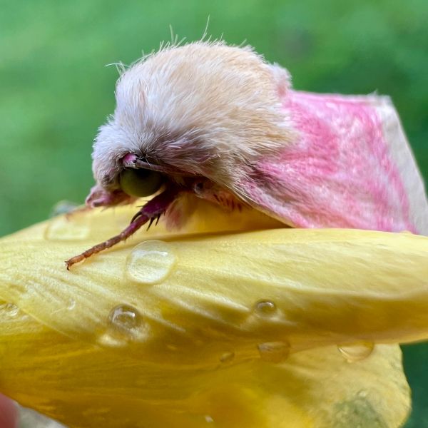 Close-up of a fluffy pink and cream moth on a yellow petal.