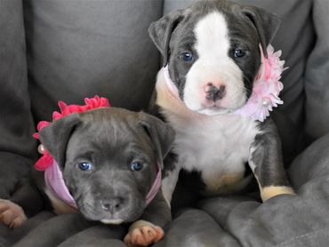 purebred puppies for sale, Family pets, American bully, available pitbull puppy, bully puppies