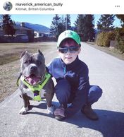 Family companions pitbull terrier bully pups for your family