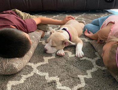 New puppy, family pet