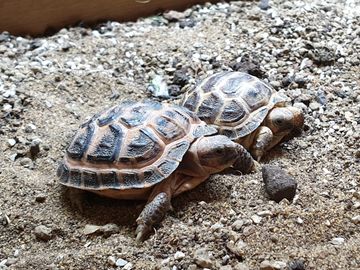Horsfield tortoise