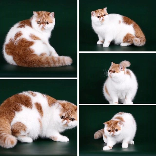 Exotic Shorthair Persian, Shorthair Persian, Exotic Shorthair Cat, Exotic Shorthair Kitten