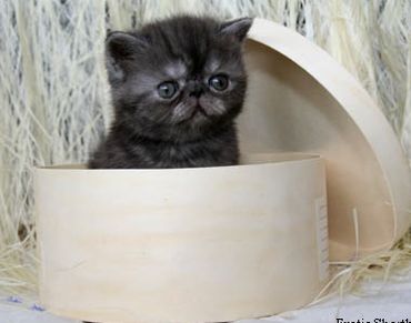 Exotic Shorthair Kitten, Shorthair Exotic Kitten, Exotic Shorthair Persian