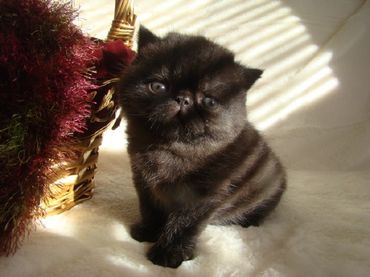 Exotic Shorthair Kitten, Shorthair Exotic Kitten, Exotic Shorthair Persian