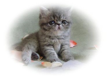 Exotic Shorthair Kitten for Sale, Shorthair Exotic Kitten, Exotic Shorthair Persian