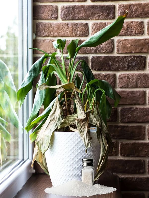 Aspiring Ashes Soil Cremation Mixture – The Proven Plant-Safe Solution makes harmful planting safe.