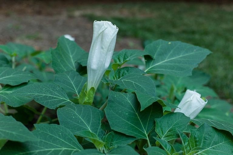 A photo of moonflower - the name of my company; Photo credit- squishyray on Best Running - CC BY-NC-