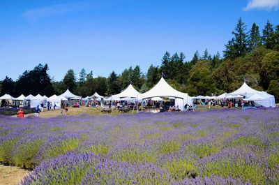 Experience the enchanting beauty of the California Lavender Festival.