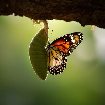 A butterfly emerging from its chrysalis under soft light.