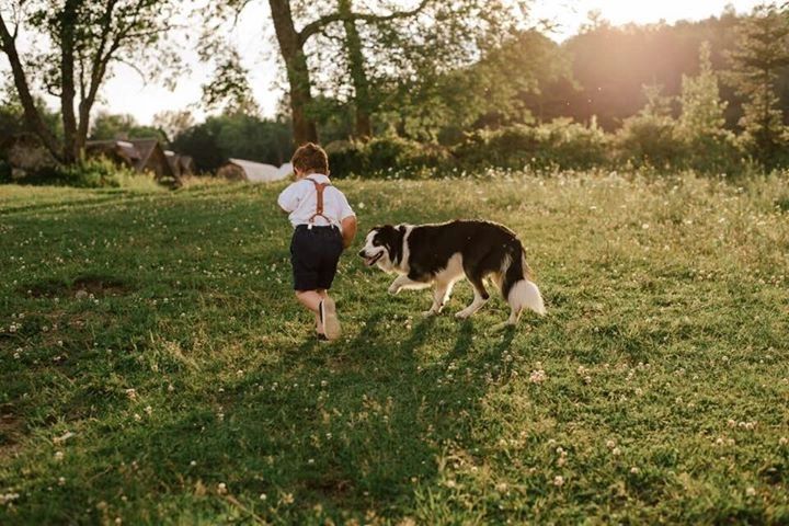 are collies friendly