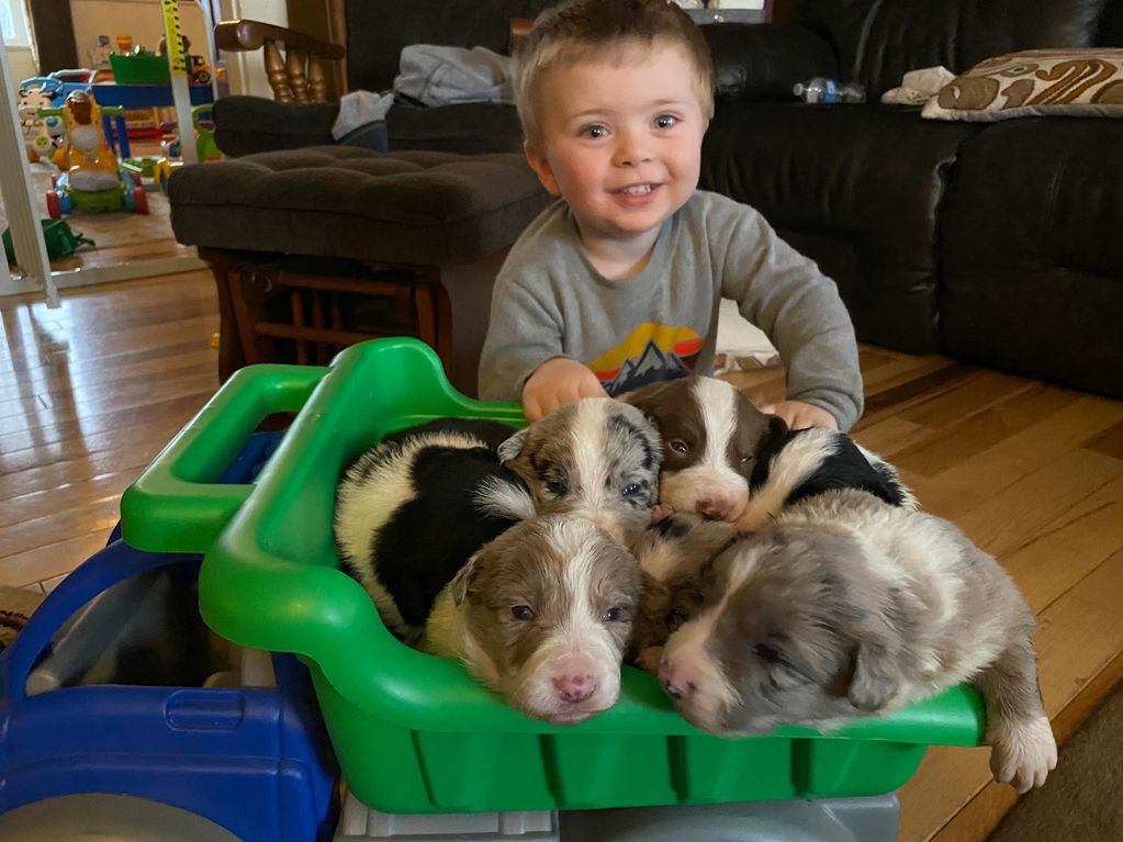 Our Border Collie puppies are handled by children daily! 