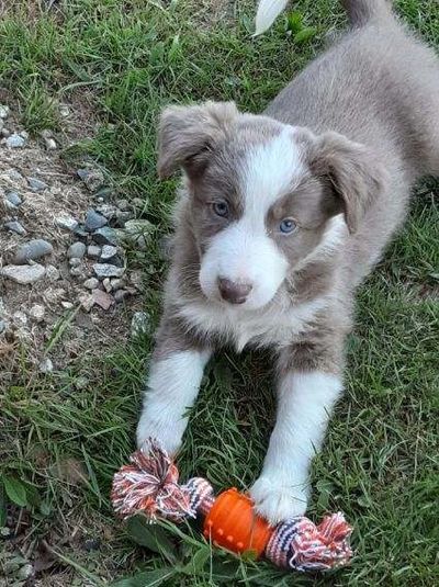 This is a lilac Border collie puppy with his toy