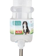 make sure your border collie puppy always has fresh water