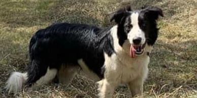 This is Ronnie, he is a registered ABCA Border Collie that we bred. He is owned by a Veterinarian