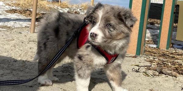 This is pretty Blue Merle Border Collie puppy that we raised!