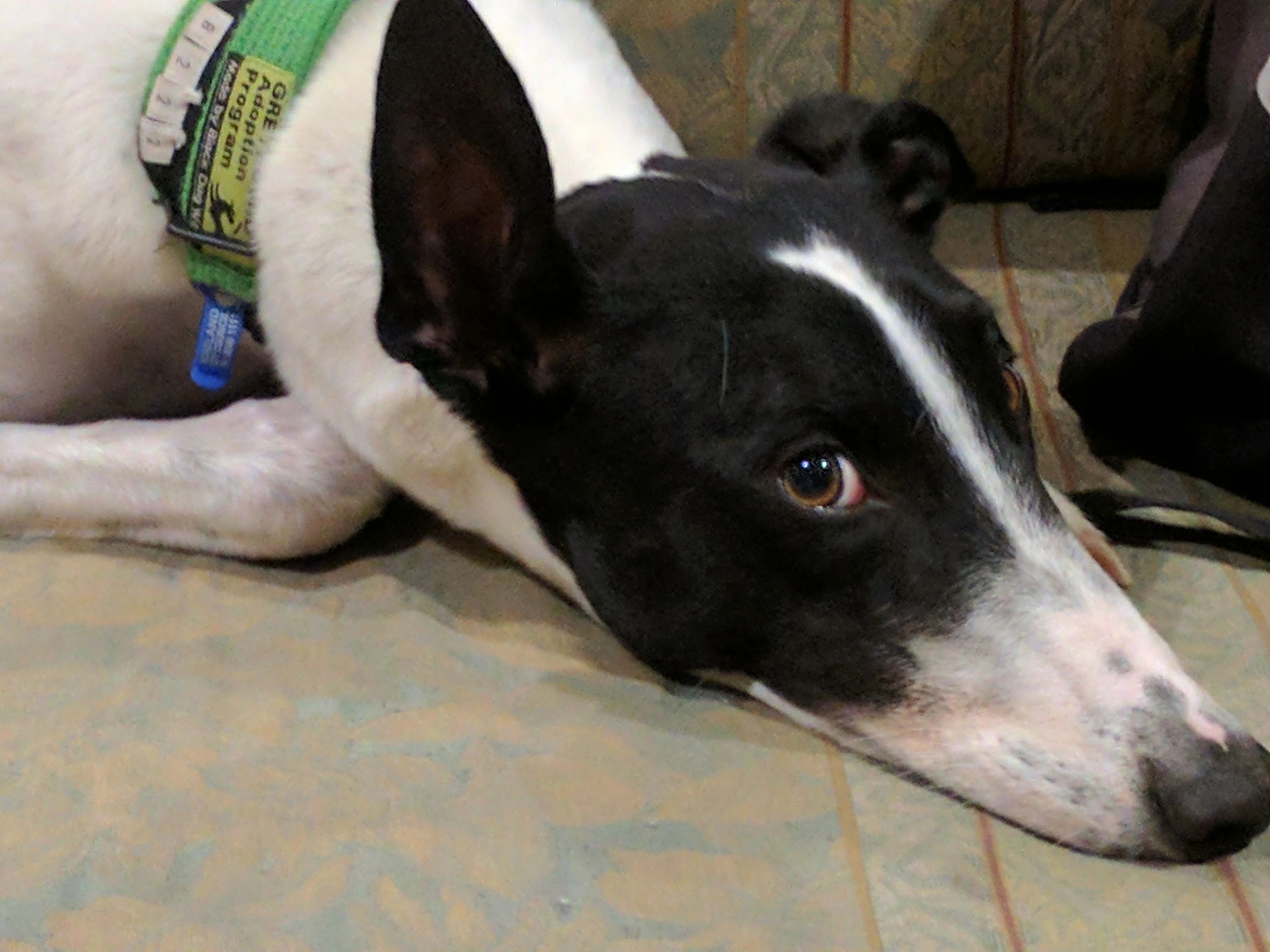 Greyhound Pet Sitting Happy Grey's Hound Sitting