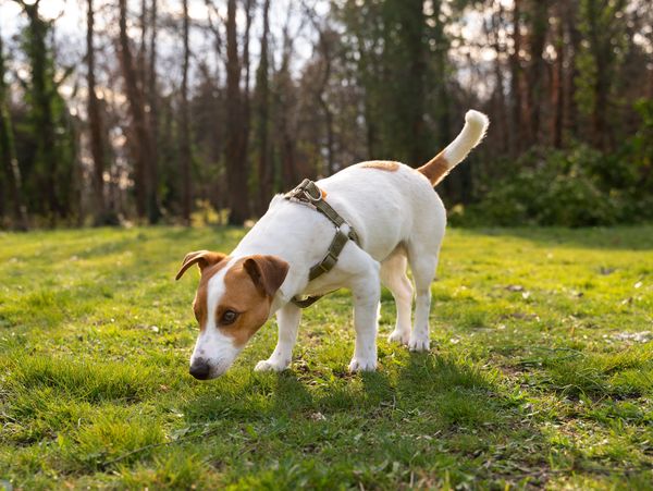 Sioux City Pet Waste Removal