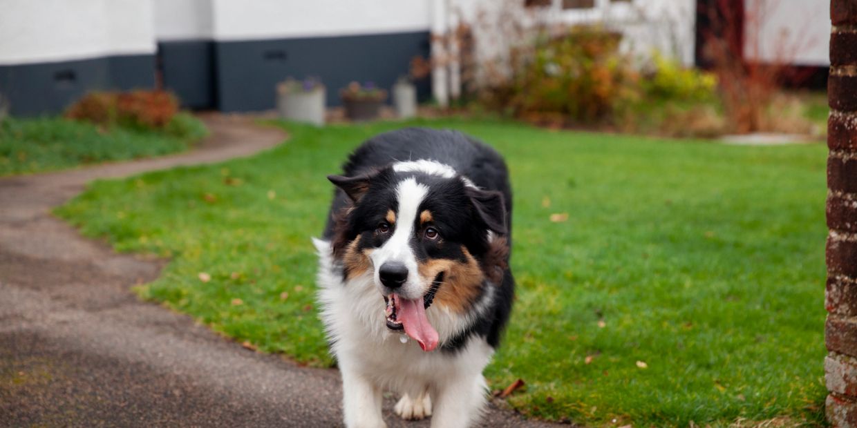 Sioux City Pet Waste Removal