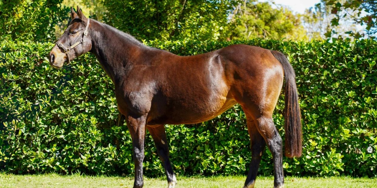 A brown horse standing in front of a green hedge on grass.