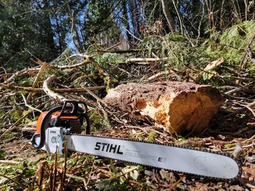 We will down your trees for you prior to milling.