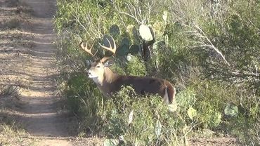 A buck with large antlers stands in a desert shrub area next to a dirt path.