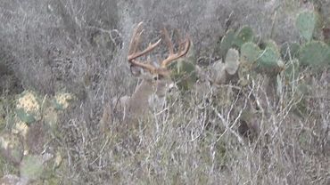A deer with large antlers hiding in dense brush.