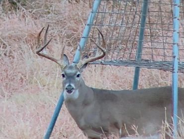 A buck deer stands near a feeding rack in a dry grassy area.