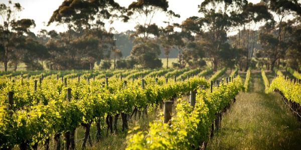 Vineyard rows with green grapevines under a sunny sky.
