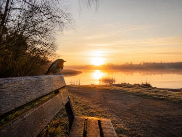 A peaceful sunrise over water, a quiet path ahead, or a robin in early golden light.
