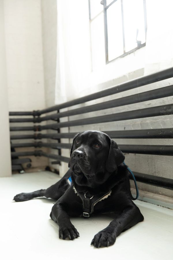 Champ the black lab lays in front of the camera, looking away from it.