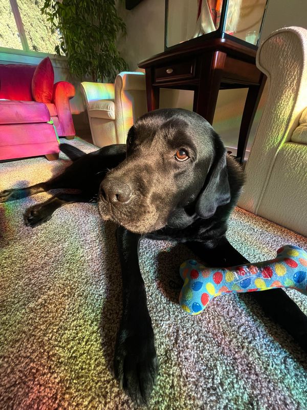 Champ is off duty and is laying in rainbow light with his toy.