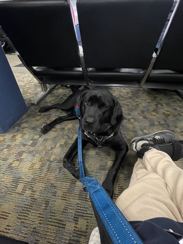 Champ is working at the airport and is laying directly in front of and staring at the camera.