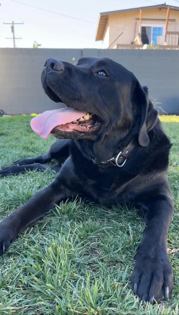 Champ is laying on grass with his mouth open -- he seems to be smiling and happy!