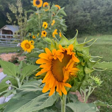 Row of sunflowers on the farm