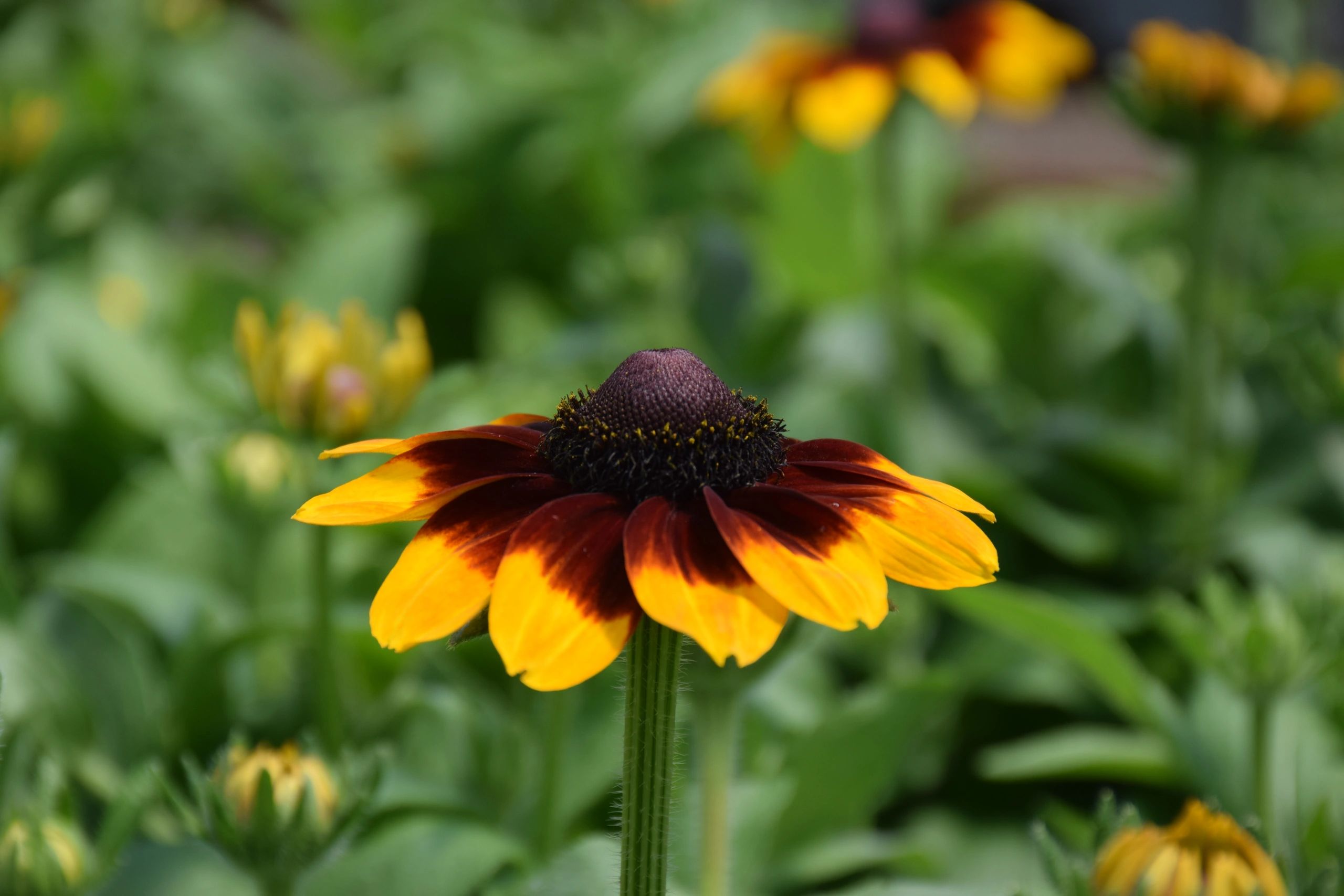 Pacific Crest Nursery, LLC - Nursery, Wholesale