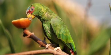 white fronted amazon parrot for sale