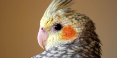 pearl cockatiels for sale