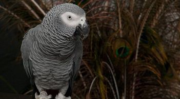 african grey parrot for sale in florida