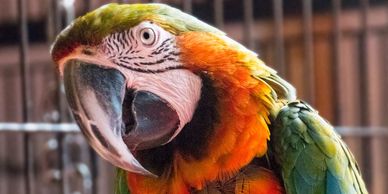 hybrid macaws for sale