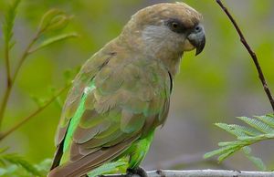 brown headed parrot for sale