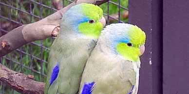 parrotlets for sale