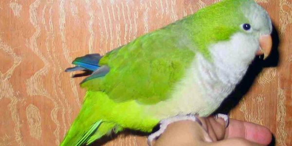 green quaker parrots for sale