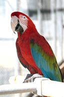 greenwing macaws for sale