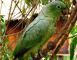mealy amazon parrot for sale