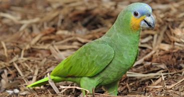 orange winged amazon parrot for sale 