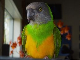 senegal parrot for sale