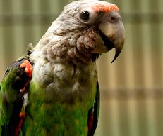 poicephalus parrots for sale