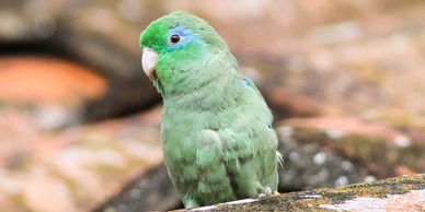 spectacled parrotlet for sale