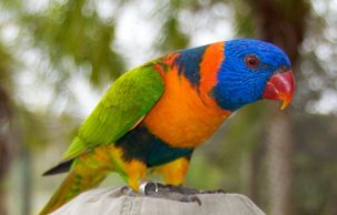red collared lorikeet for sale