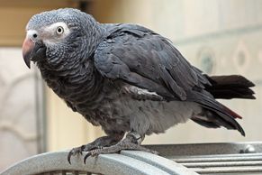 african grey for sale in florida